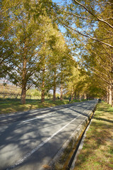 メタセコイヤの並木道