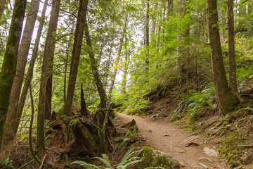 Obraz premium dirt path leading through afternoon in forest