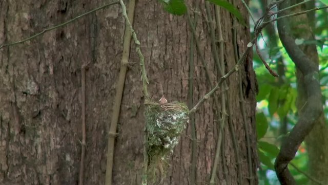 A pair of Black-Naped Monarch or Black-Naped Blue Flycatcher (Hypothymis azurea)feed their yong in the nest. Genus:	Hypothymis, Species: H.azurea, Binomial name: Hypothymis azurea