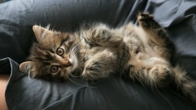 Small kitten on woman's lap