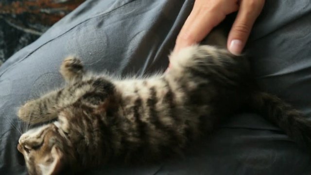 Small kitten on woman's lap