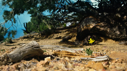 Yellow desert flower
