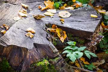 Dry autumn leaves on the stump