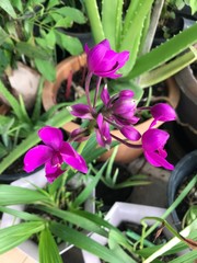 Violet small flowers of Bletilla growing in the pot in the garden. Plants for a street decoration in the Thailand. Bush with little purple flowers. 