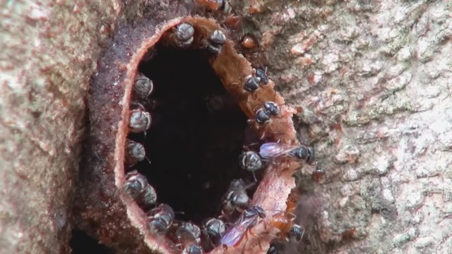 Stingless bees, Also Known as meliponines, come and go via the beeswax tube that is the entrance to their hive. Class: Insecta, Order: Hymenoptera,Family: Apidae, Subfamily: Apinae,Tribe: Meliponini.