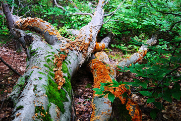 Big fallen tree closeup and a huge group of brown and yellow mushrooms. moss and fungus