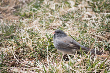 Junco
