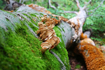 fallen tree closeup and a group of Mushrooms with a brown and yellow waves. moss and fungus close-up