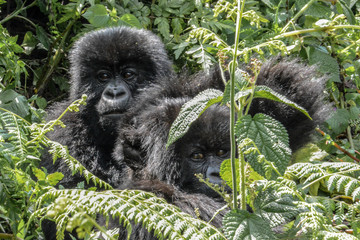Two adolescent wild mountain gorillas peaking through the vegetation © Andy