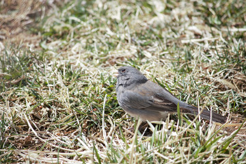 Junco listening