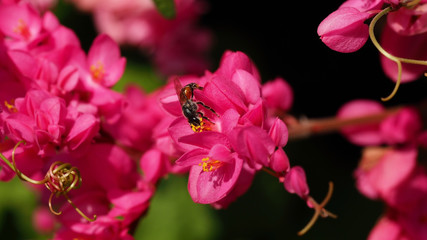 Obraz premium Selective focus, bee working on pink flower and blurred green garden for nature background, Confederate vine, Coral vine, Mexican coral vine, Mexican creeper, Queen's jewels, Queen's wreath