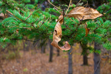 Yellow leaf on Christmas tree branch background. Seasonally  New Year concept. Close-up photo.