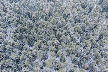 frozen pine and fir trees in the snow in winter. christmas background. winter snowy forest bird's eye view