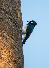 Acorn woodpecker on a palm tree