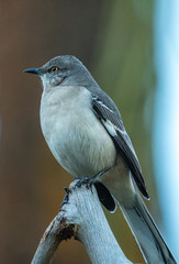 A mocking bird perched on a branch in close up.  © buttbongo