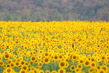 Colorful sunflowers in the field.