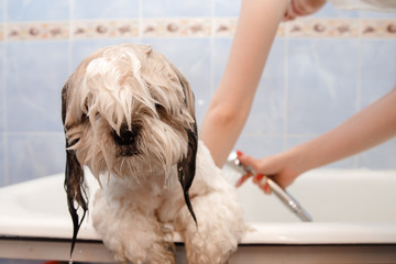 Shih tzu is taking shower at home. Happiness dog bath.