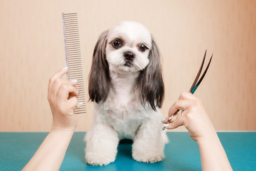 Shih tzu little dog surrounded by hands holding groomer tools