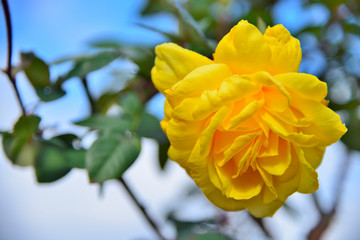 黄色いバラ