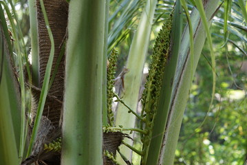 Close up coconut flower on a coconut tree