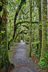 Spooky overhanging trees in the rain forest covered with moss