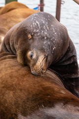Fototapeta premium large sealion arches backwards resting head on back