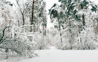 Beautiful snowy forest Beautiful winter landscape