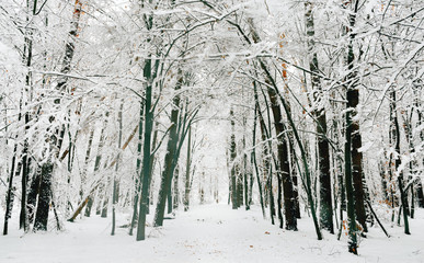 Beautiful winter landscape Beautiful snowy forest