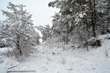 Snowstorm in countryside near Kiev.