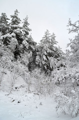Snowstorm in countryside near Kiev.