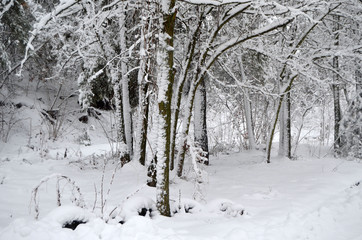 Snowstorm in countryside near Kiev.