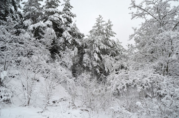 Snowstorm in countryside near Kiev.