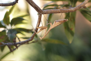 Praying Mantis Upside Down