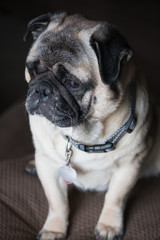 Pug waiting for friend