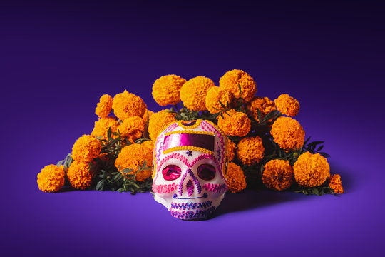 sugar skull in a purple background