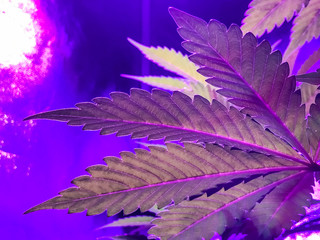 Obraz premium Indoor Cannabis growing Pink and Purple leaves