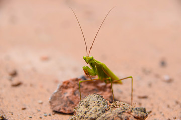 Green mantis on red