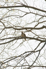 Mourning Dove