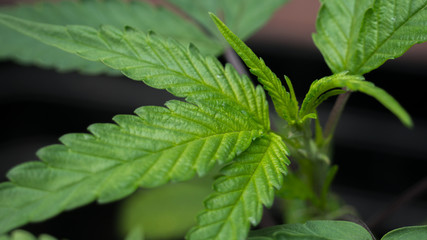 Fototapeta na wymiar Cannabis Leaf Marijuana Weed Plant
