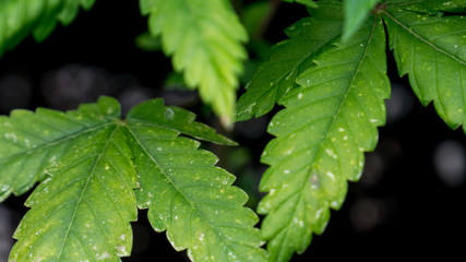 Cannabis Leaf Marijuana Weed Plant