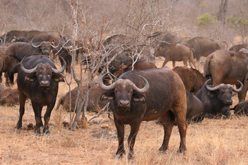 African cape buffalo herd in Kruger National Park, South Africa