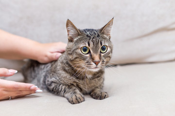a portrait of a cute cat at home