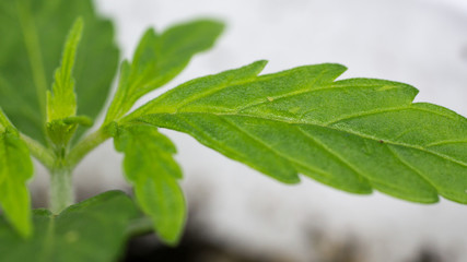 Cannabis Leaf Marijuana Weed Plant