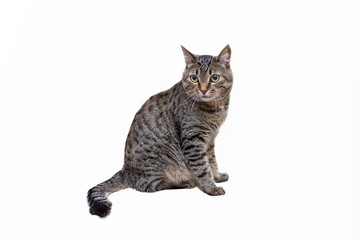 Obraz premium isolated tabby cat on a white background
