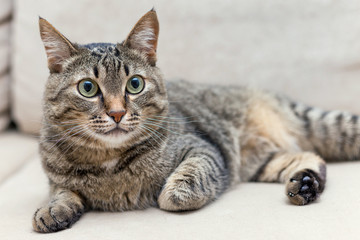 a portrait of a cute cat at home