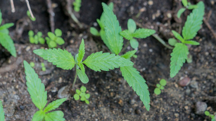 Cannabis grow plant garden close up weed