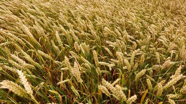 Weizen auf einem Feld im Wind, Landwirtschaft