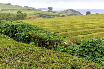Fototapeta na wymiar A tea plantation, one of only two in Europe near Sao Bras on Sao Miguel in the Azores.