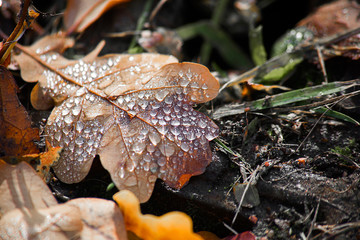 Raindrops on a sheet of oak
