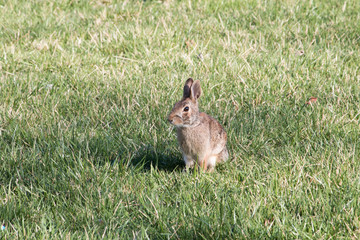 CottonTail Rabbit resting